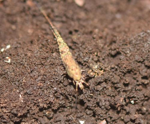 Dilta sp.